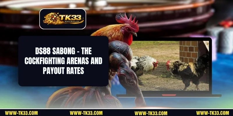 DS88 Sabong - The Cockfighting Arenas And Payout Rates
